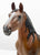 American Saddlebred Stallion, Chestnut