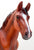 Hackney Stallion, Chestnut