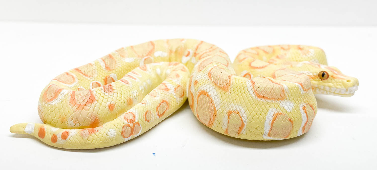 Giant Burmese Pythons Albino