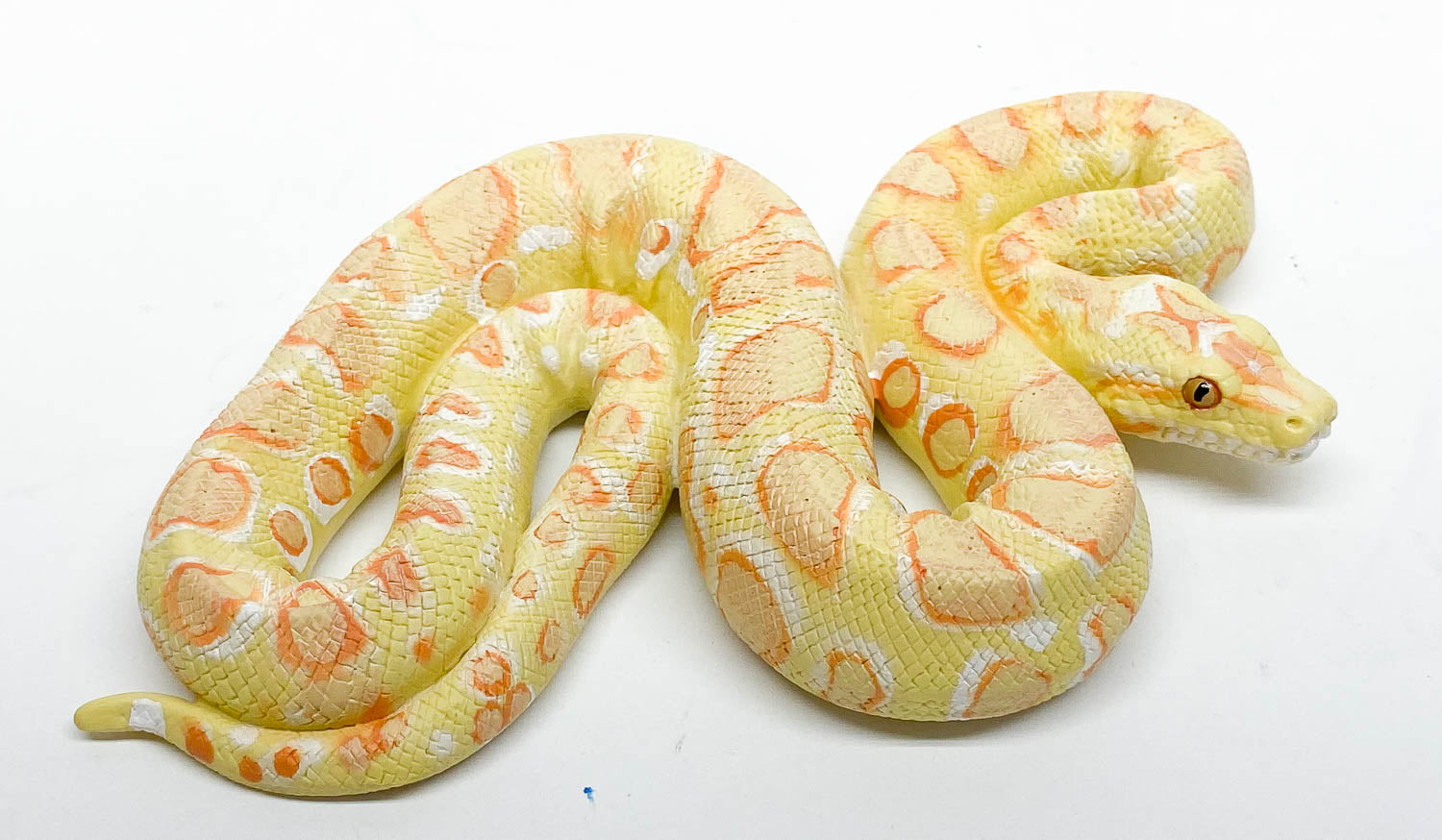 Albino Burmese Python