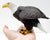 Bald Eagle (Large)