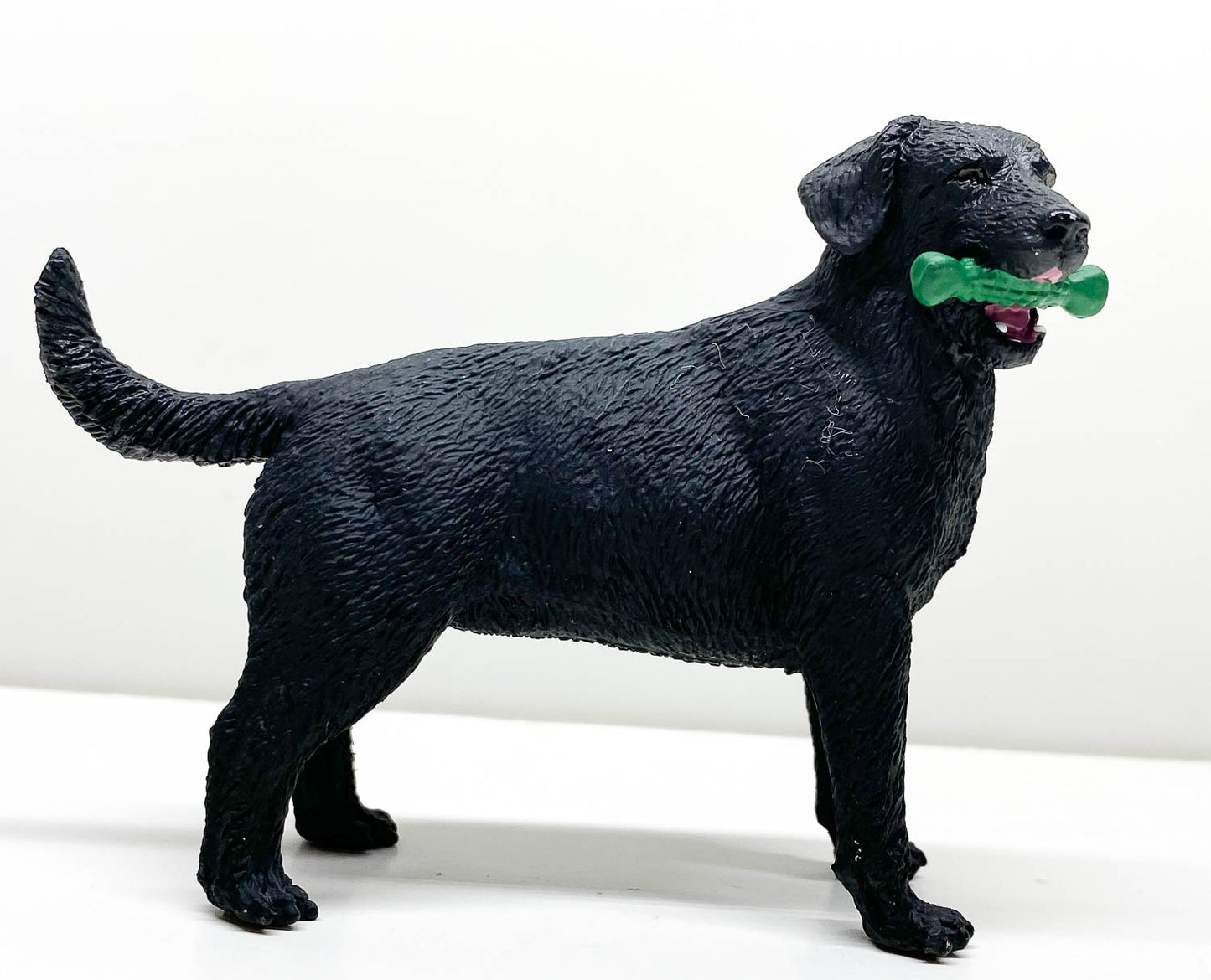 Black Labrador Retriever with Toy