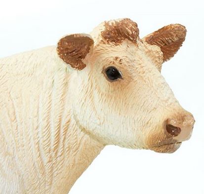Charolais Cow