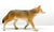 Coyote (Large)