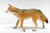 Coyote (Large)