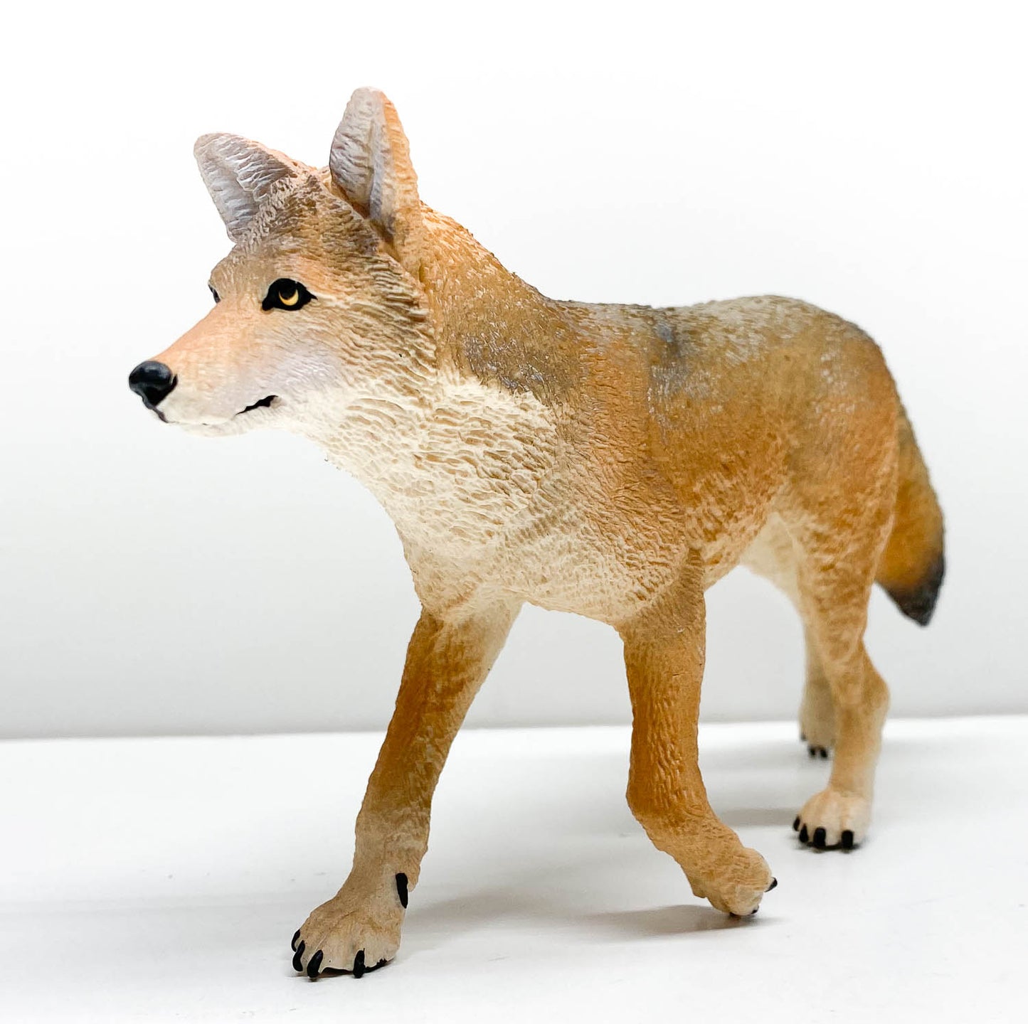 Coyote (Large)
