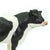 Holstein Bull