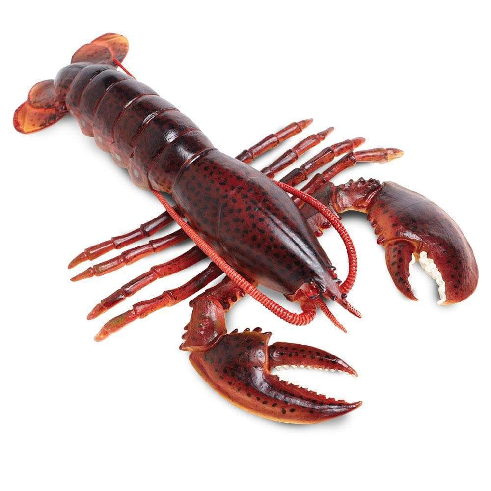 Maine Lobster (Large)