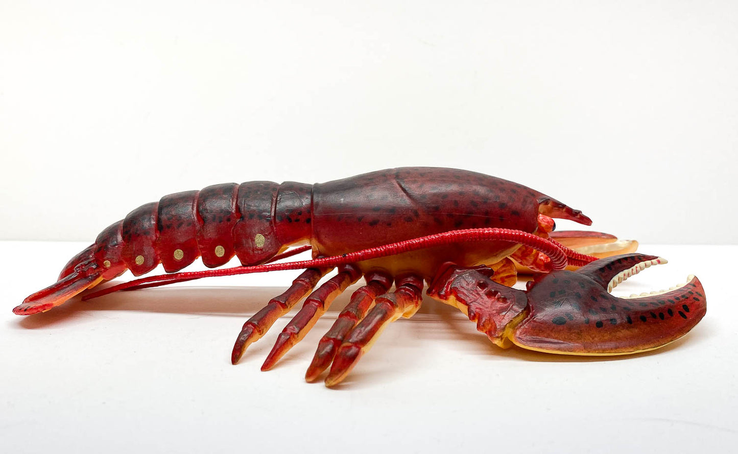 Maine Lobster (Large)
