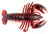 Maine Lobster (Large)