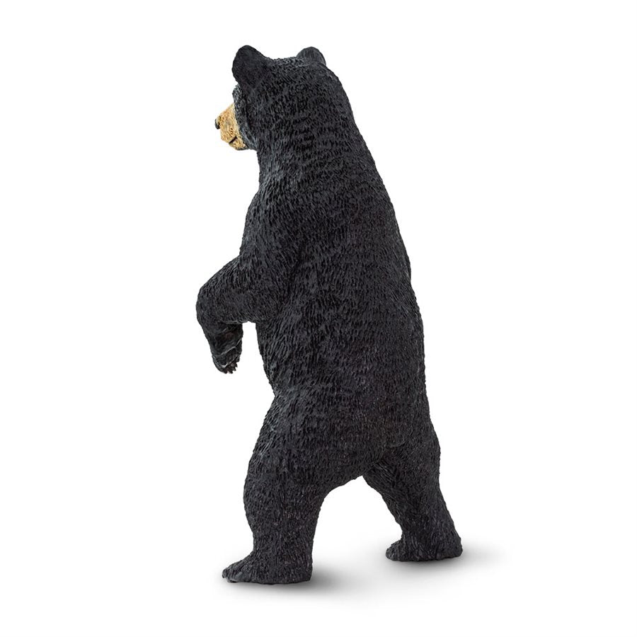 Black Bear, Standing