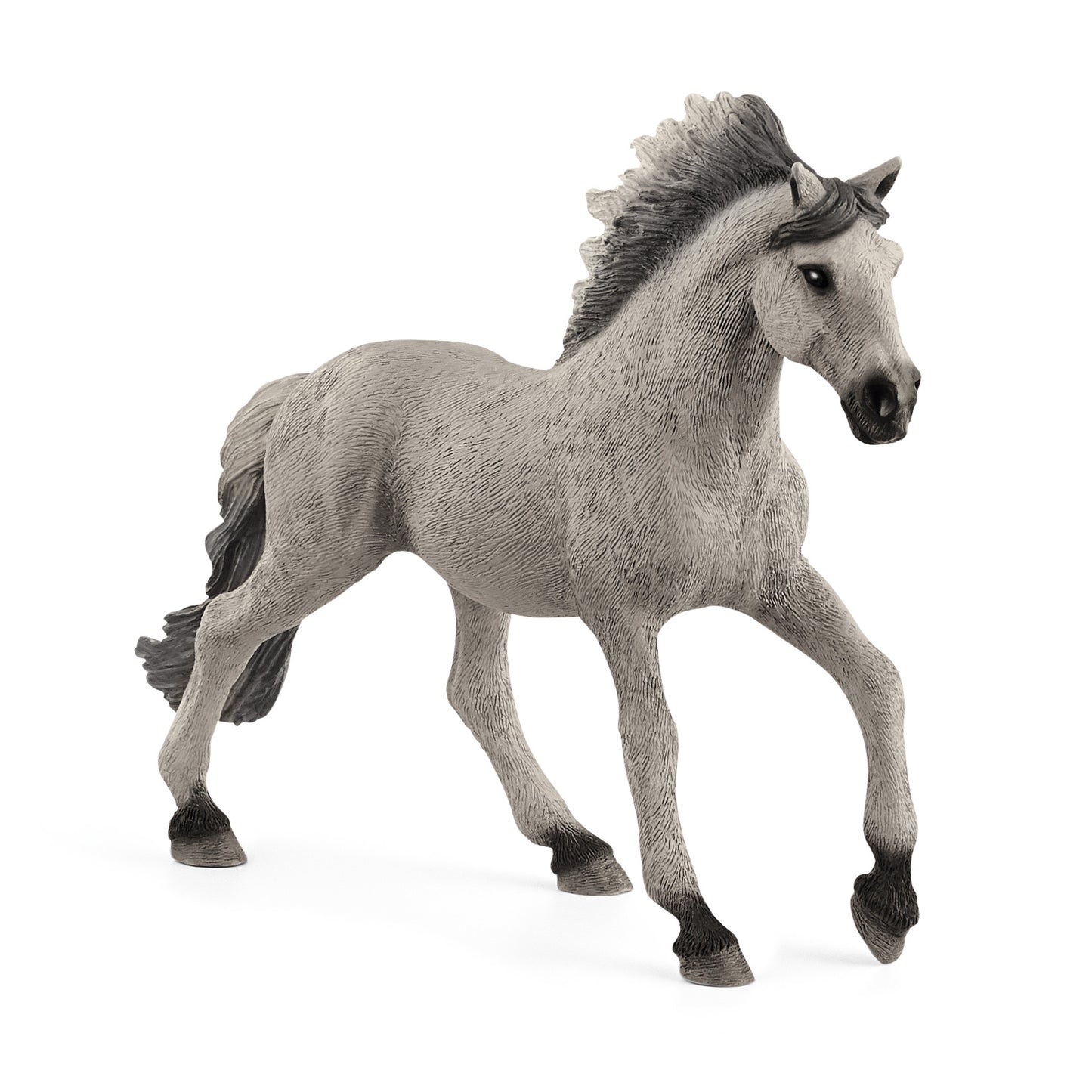 Sorraia Mustang Stallion, Grey