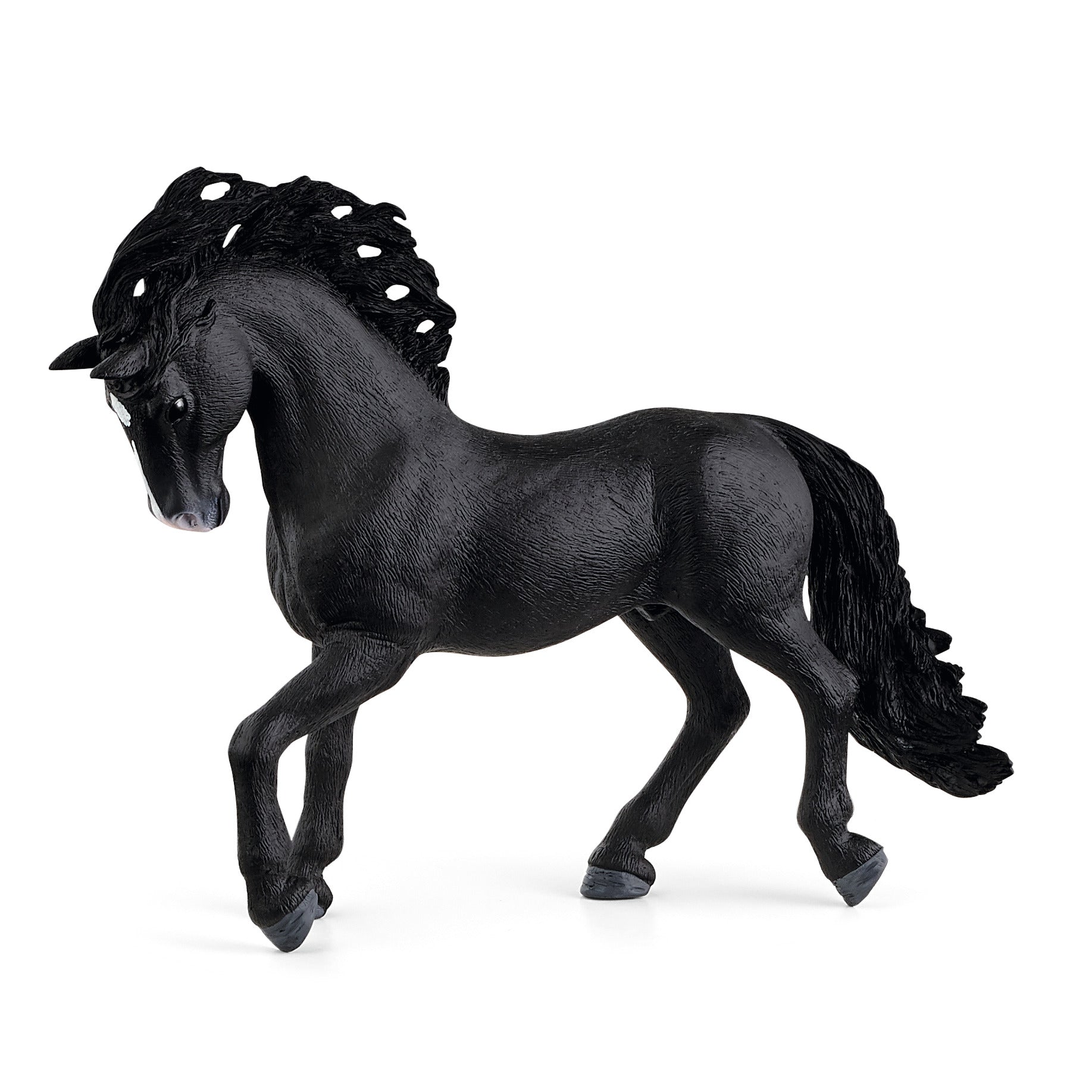 Pura Raza Espaniola Stallion, Black