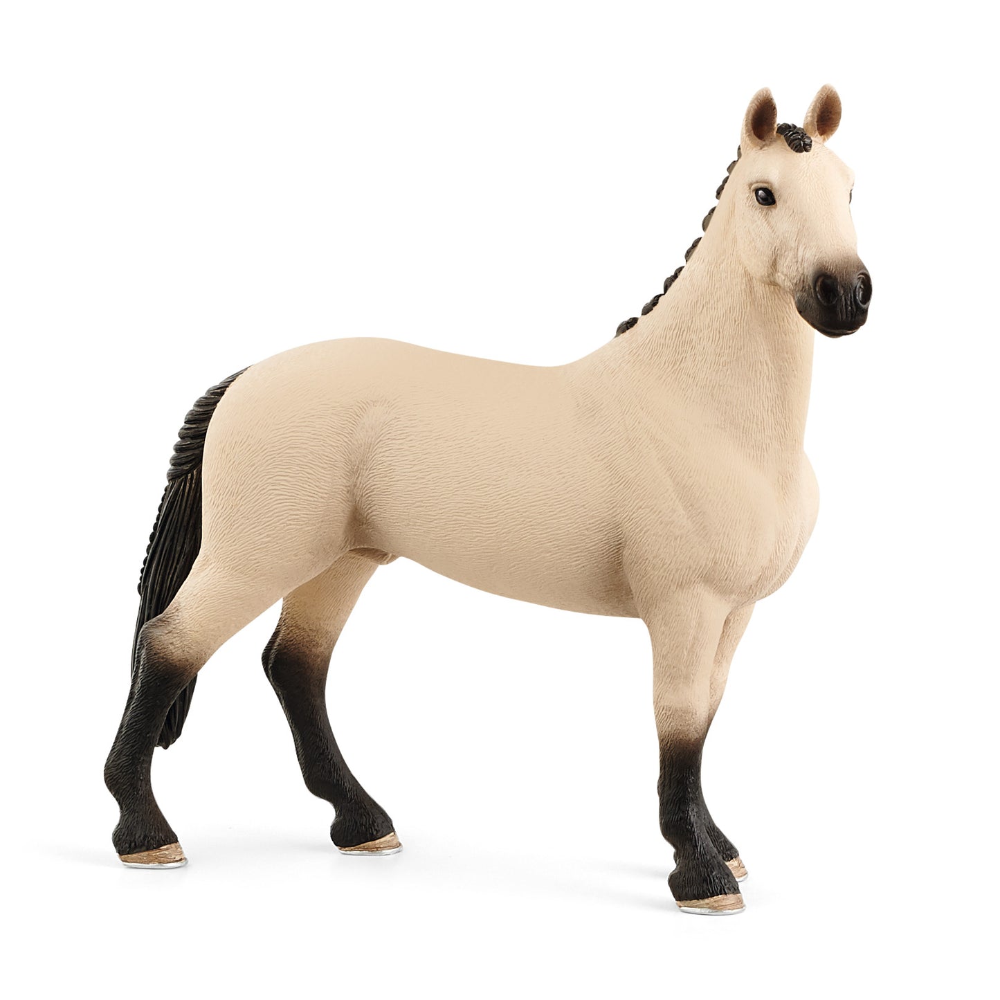 Hanoverian Stallion, Buckskin "Red Dun"