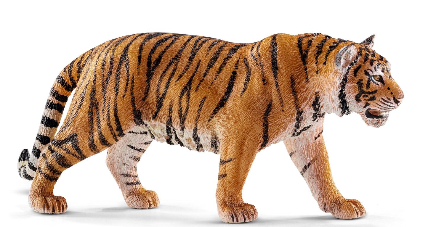 Tiger, Bengal