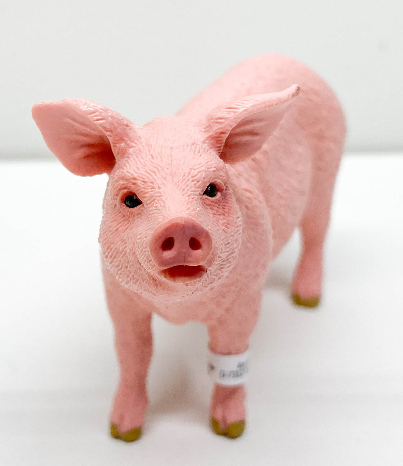Pig, Pink Sow