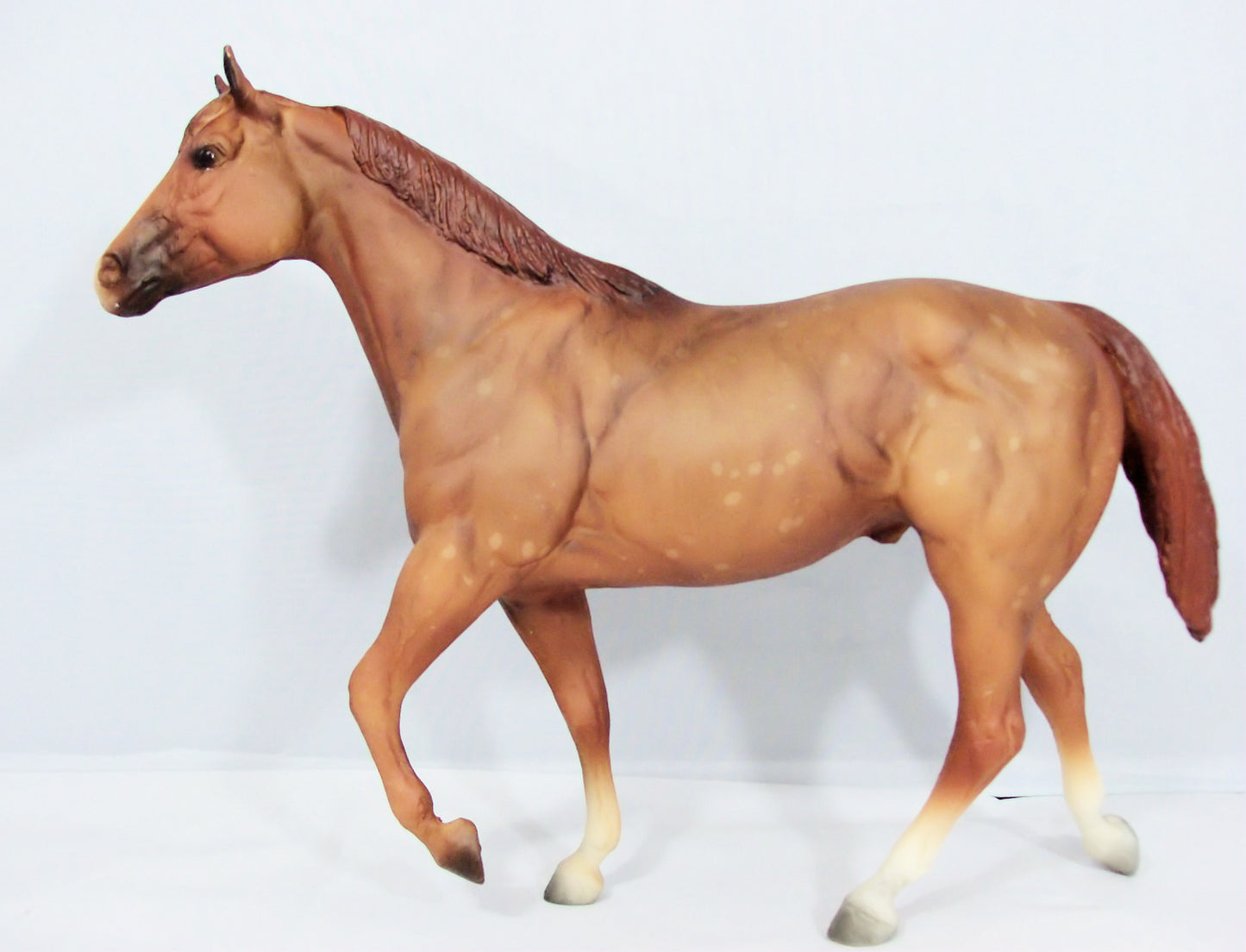 Stock Horse Stallion, Dappled Chestnut w/ Rosette